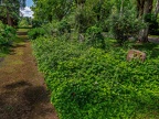 199-cologne west cemetery