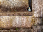 499-cologne west cemetery