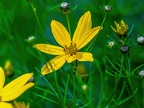 010-local garden