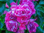 016-local garden