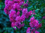 025-local garden