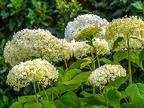 044-local garden