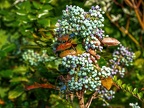 050-local garden