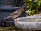 0983-local garden