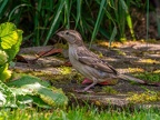 0986-local garden