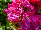 016-local garden