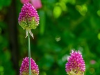 022-local garden