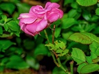 003-local garden