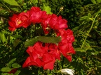 035-essen - park cemetery