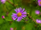038-local garden