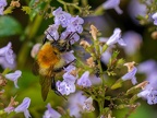 013-bumblebee