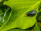 003-gold fly