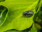 001-gold fly