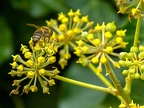 002-honey bee