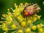 002-rose beetle