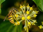 003-short headed wasp - german common