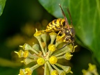 007-short headed wasp - german common