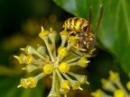 009-short headed wasp - german common