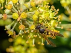012-short headed wasp - german common
