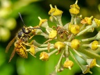 013-short headed wasp - german common