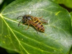 020-short headed wasp - german common