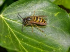 030-short headed wasp - german common