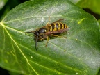 034-short headed wasp - german common