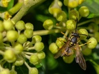 068-short headed wasp - german common