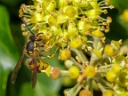 074-short headed wasp - german common