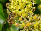 075-short headed wasp - german common