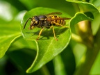 084-short headed wasp - german common