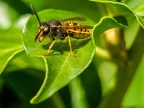 087-short headed wasp - german common