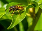 086-short headed wasp - german common