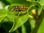 090-short headed wasp - german common
