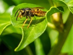 089-short headed wasp - german common