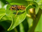 091-short headed wasp - german common