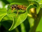095-short headed wasp - german common