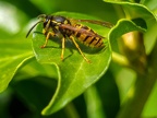 096-short headed wasp - german common
