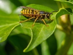 104-short headed wasp - german common