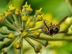 121-short headed wasp - german common
