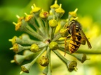 127-short headed wasp - german common