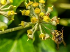 132-short headed wasp - german common