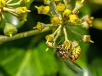 135-short headed wasp - german common