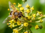 0350-drone fly mistbiene