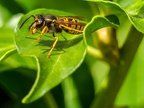 0380-short headed wasp - german common