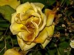 029-essen - park cemetery