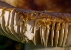 023-macro and close-up-03
