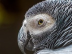 024-gray parrot - essen grugapark botanical garden