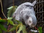 031-gray parrot - essen grugapark botanical garden