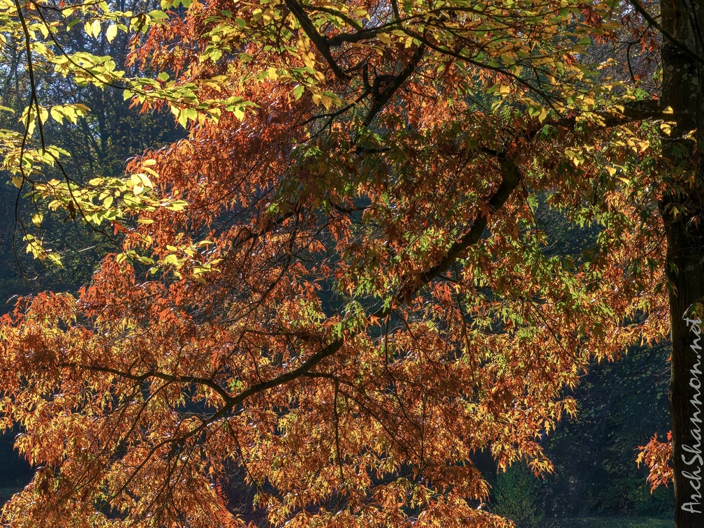 003-essen grugapark botanical garden